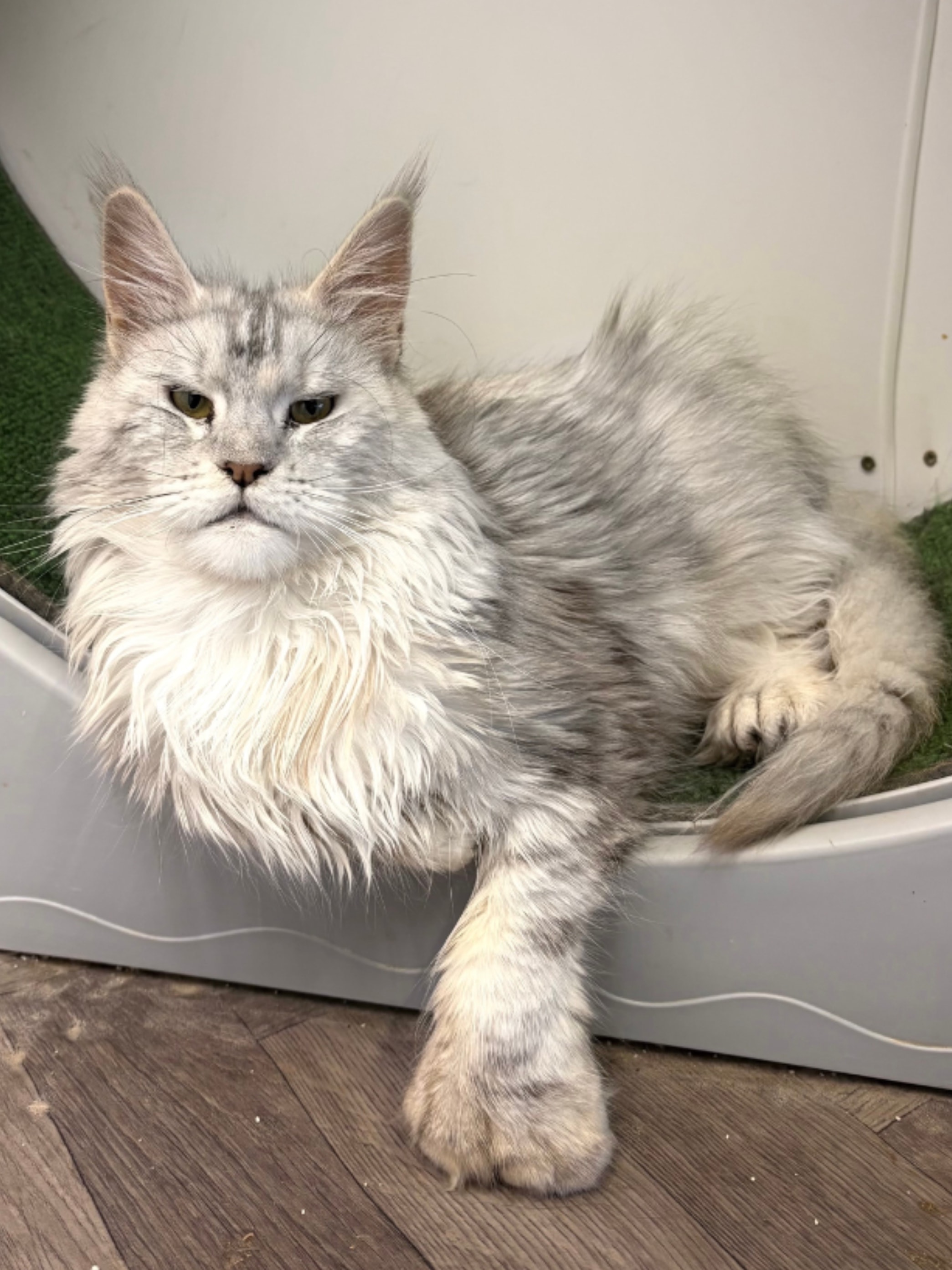 Koshachiykoon Maine Coon breeding cat