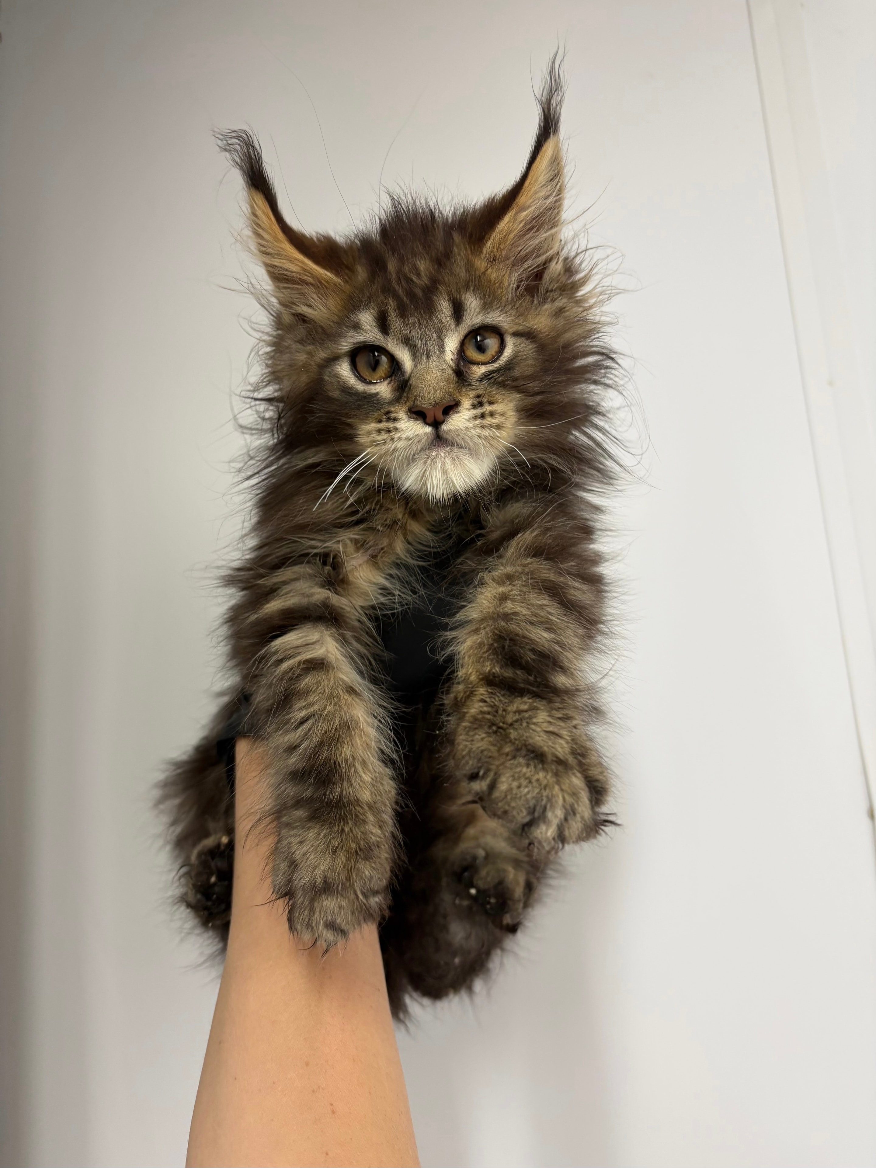 Black Classic Tabby — Maine Coon kitten