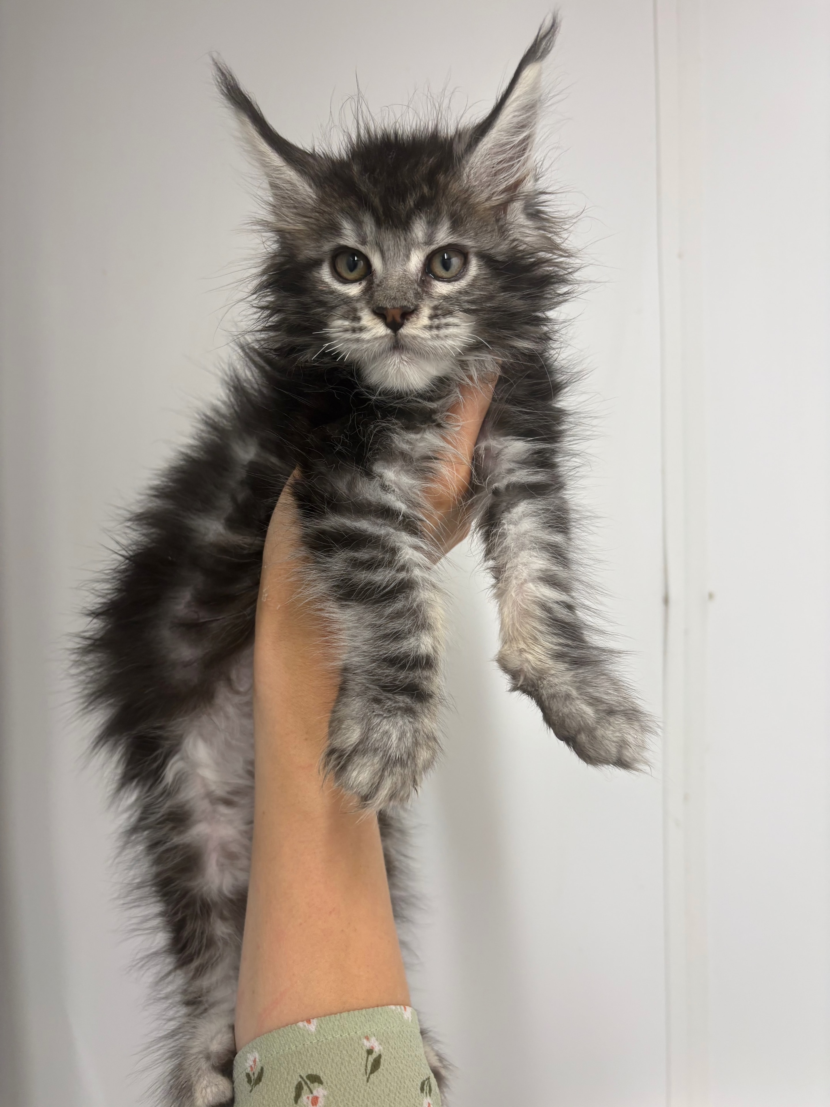 Black Silver Classic Tabby — Maine Coon kitten