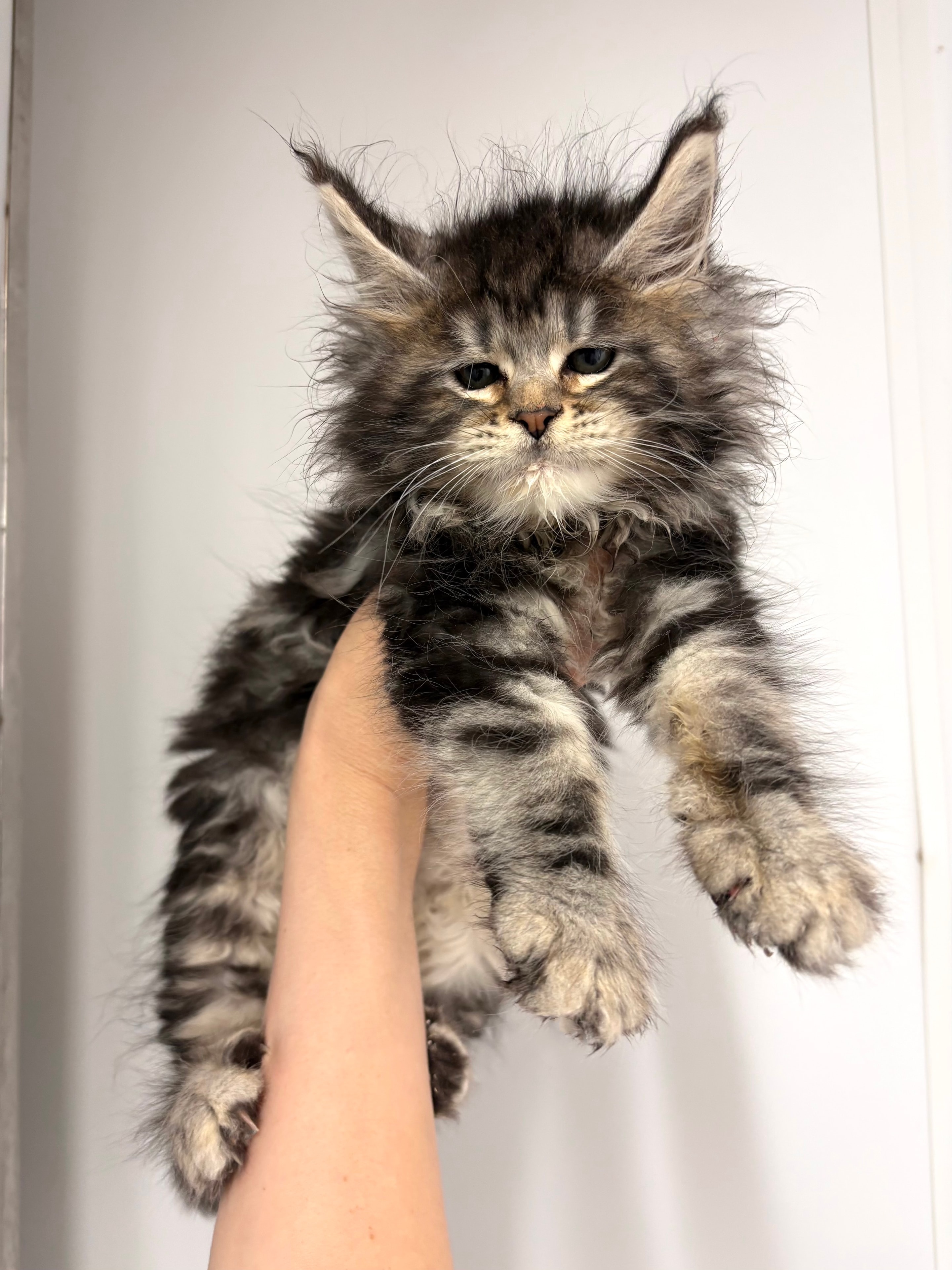 Black Silver Classic Tabby Female — Maine Coon kitten