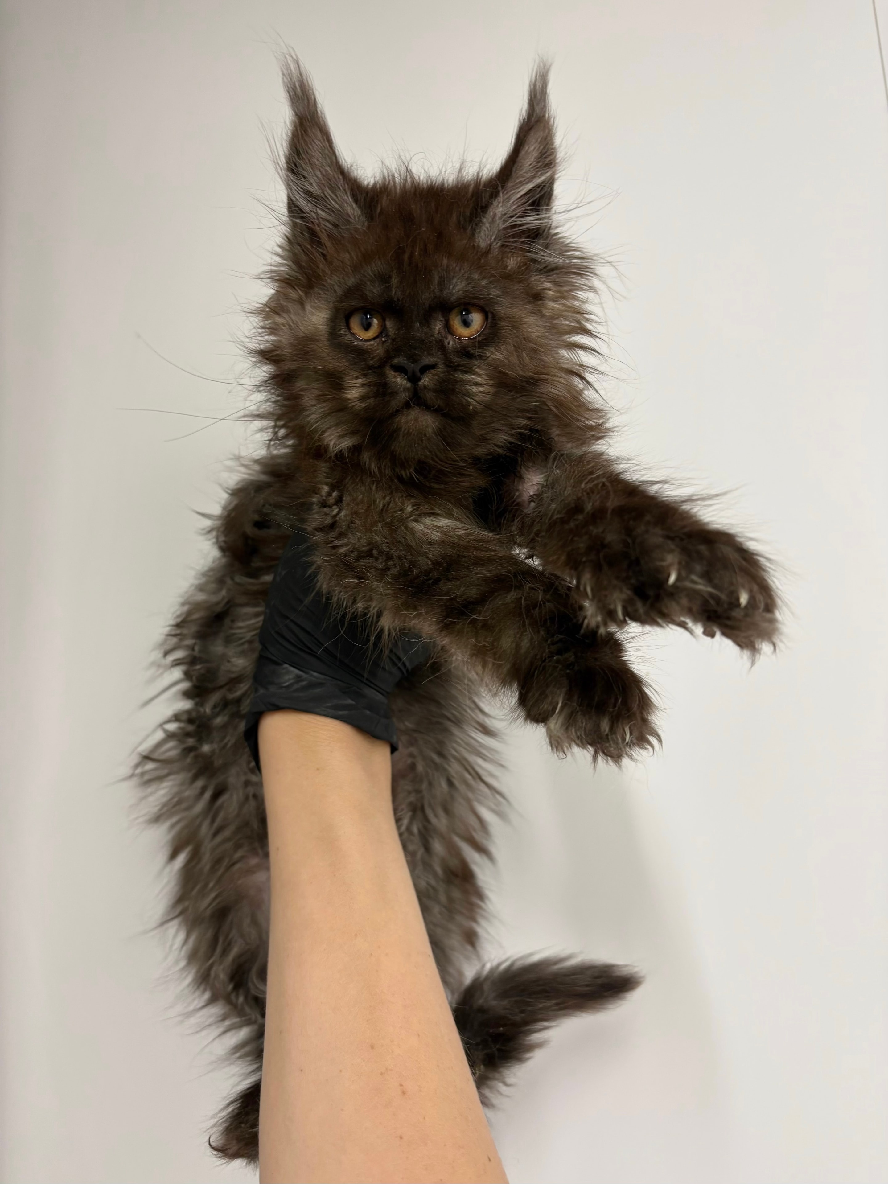 Black Smoke Polydactyl — Maine Coon kitten