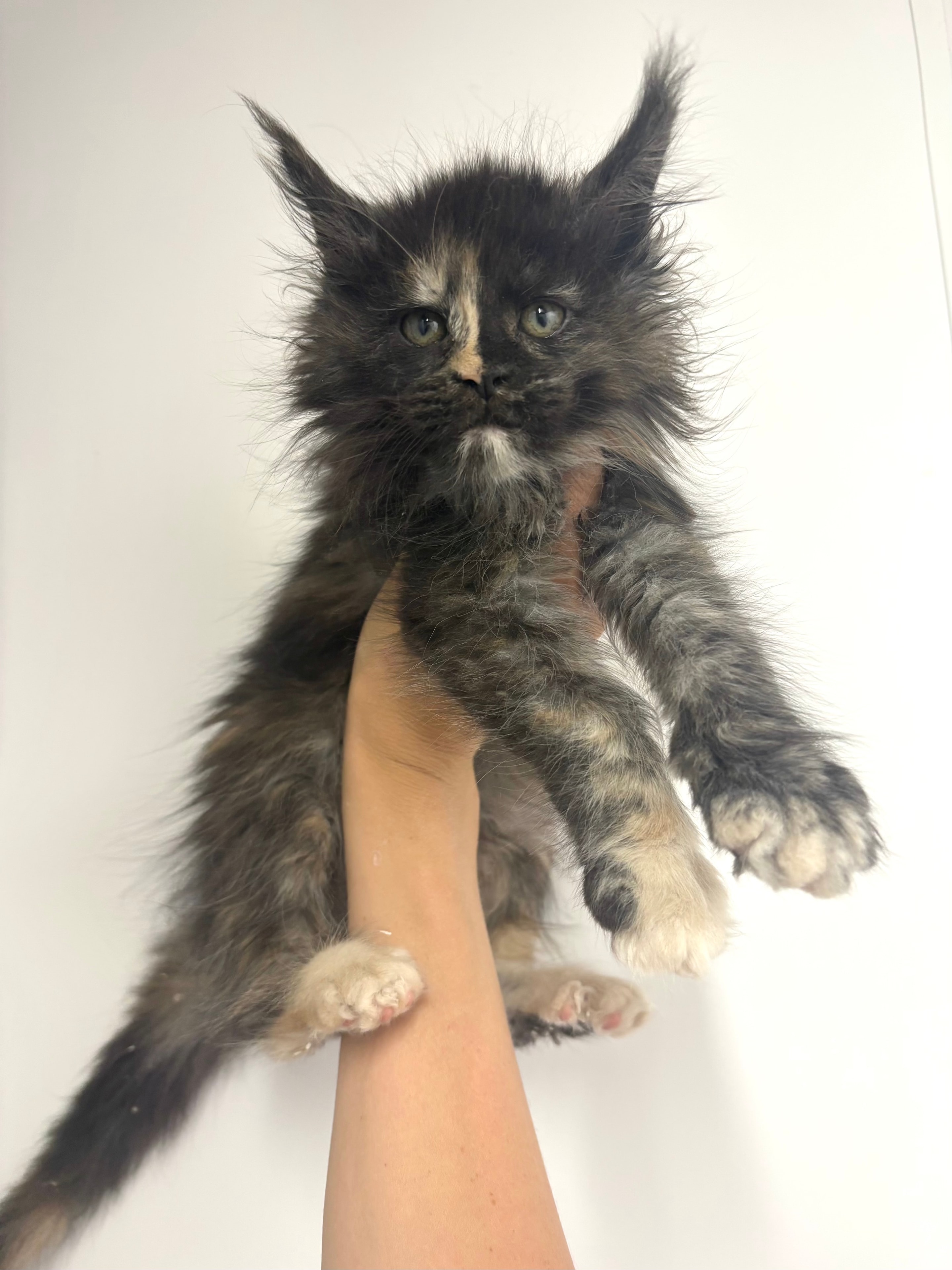 Black Smoke Tortie — Maine Coon kitten
