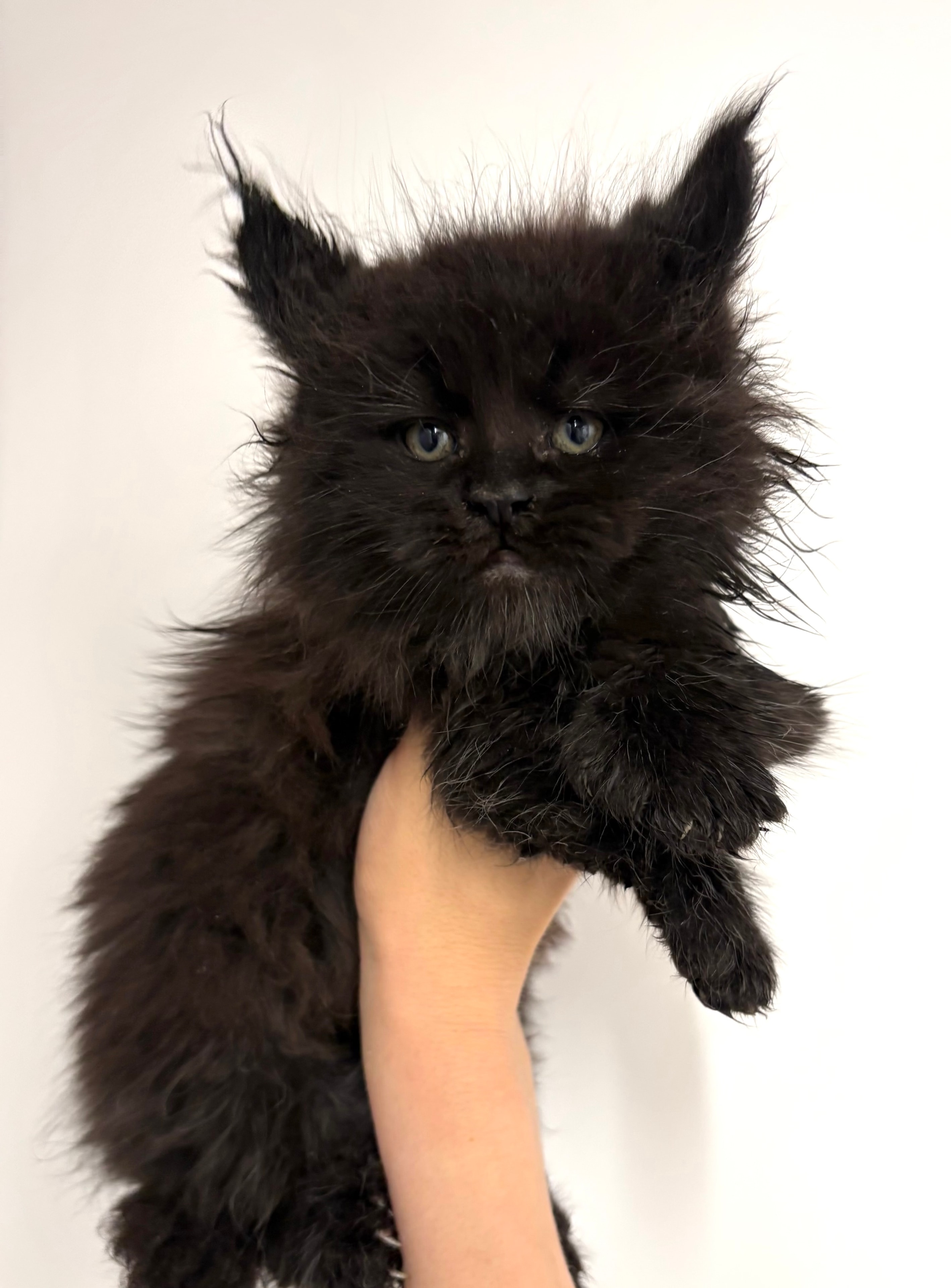 Black Solid Polydactyl Male — Maine Coon kitten