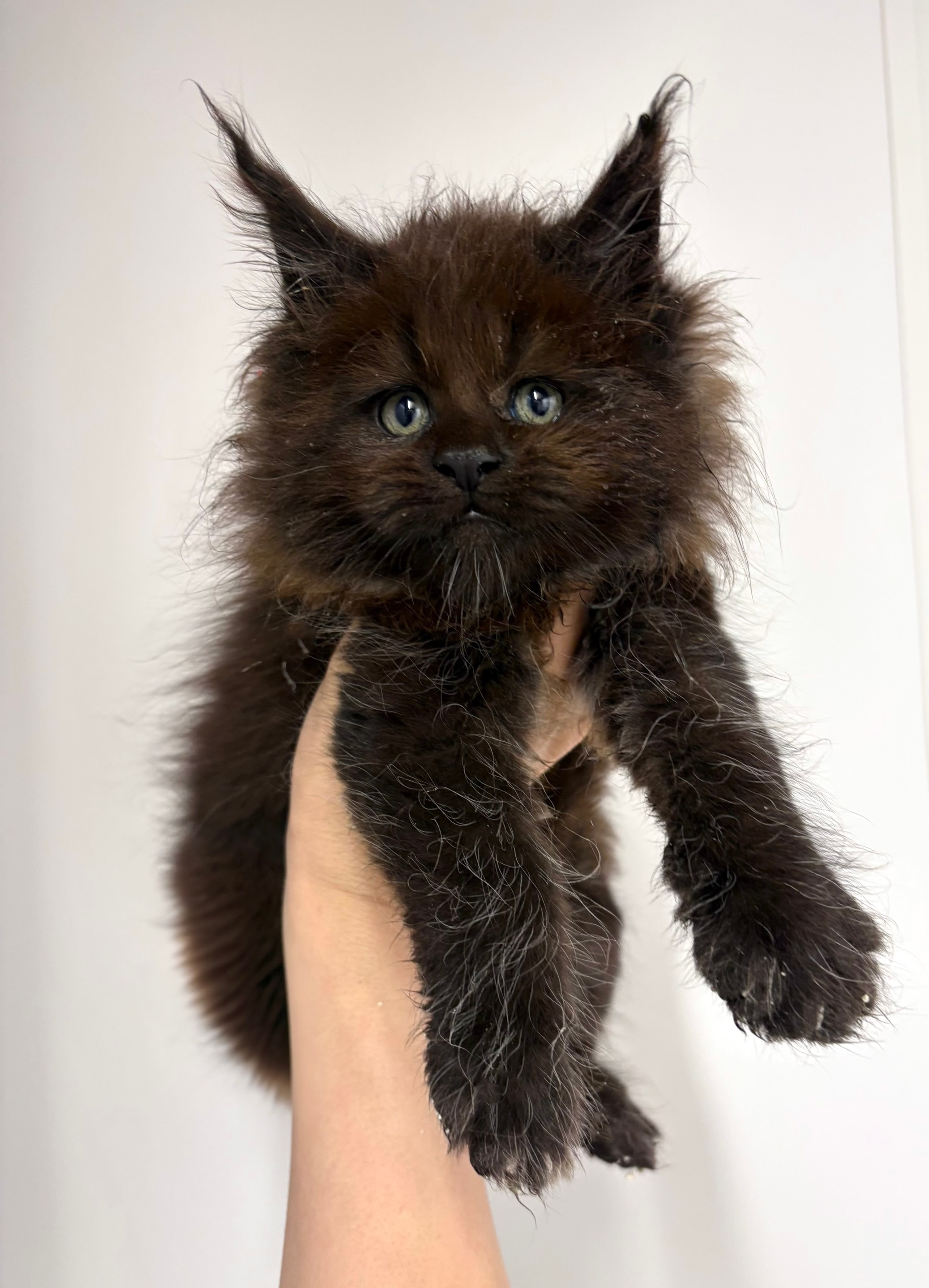 Black Solid/Smoke Female — Maine Coon kitten