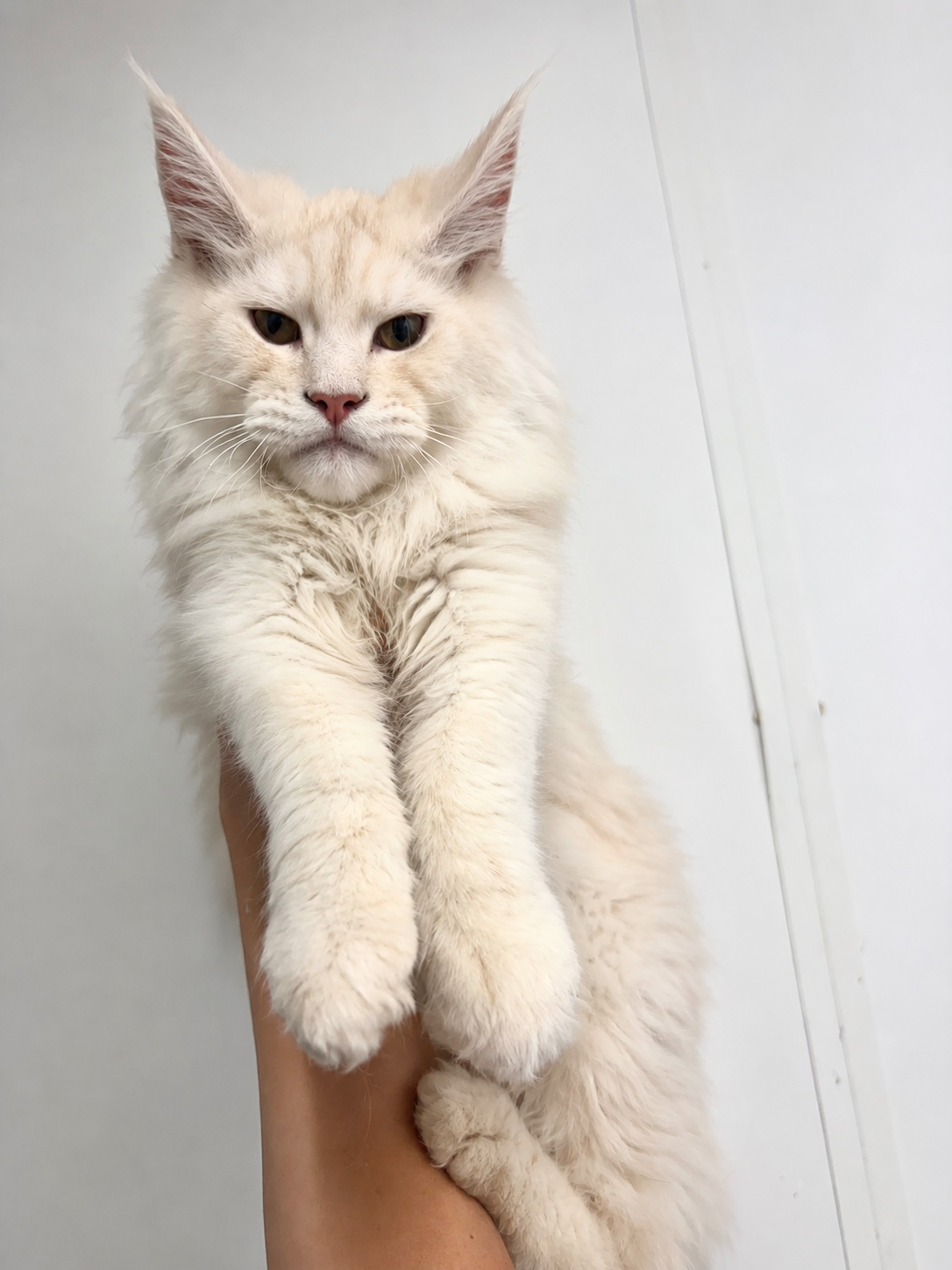 Cream Shaded Male — Maine Coon kitten