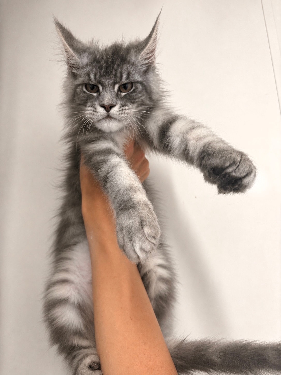 Blue Silver Tabby Female — Maine Coon kitten