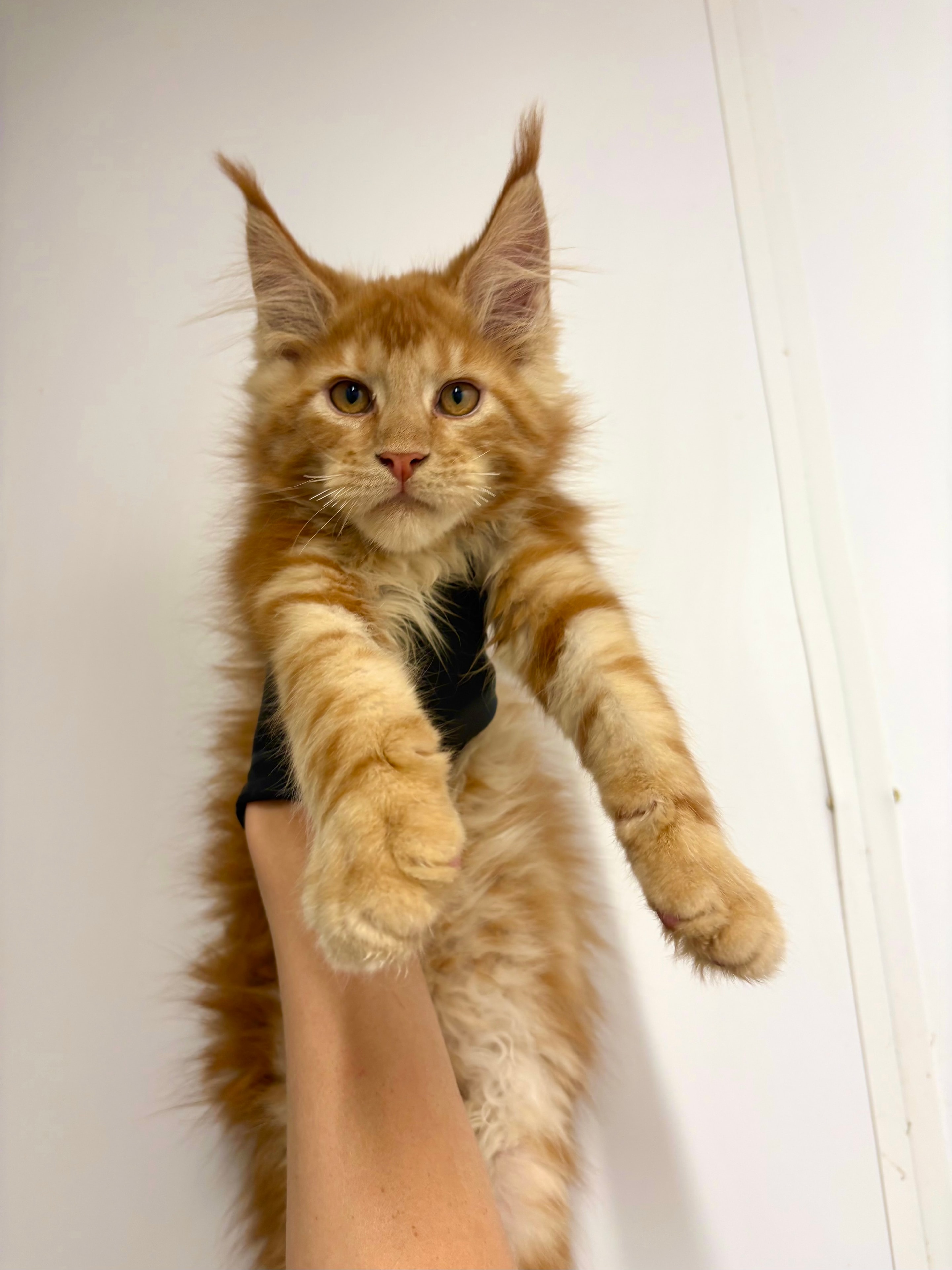 Red Solid — Maine Coon kitten